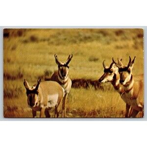 Postcard Antelope as seen on our Western Plains Pronghorn c1960s Unposted